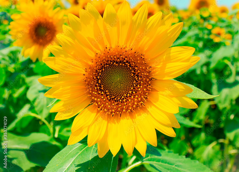 sunflower_2871 sunflower_2871