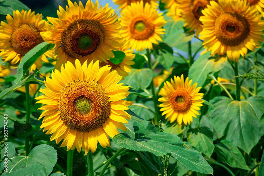 sunflower_2715 sunflower_2715