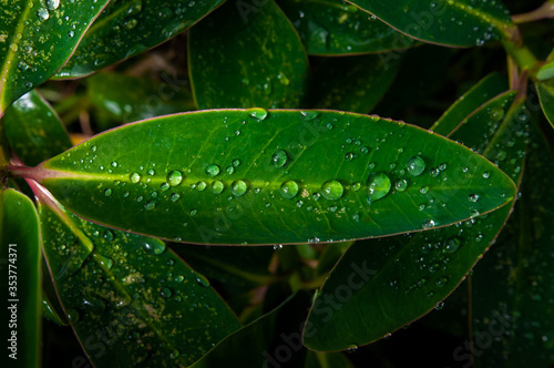 Beautiful green leaf with water drops, leaf with water drops for wallpapers