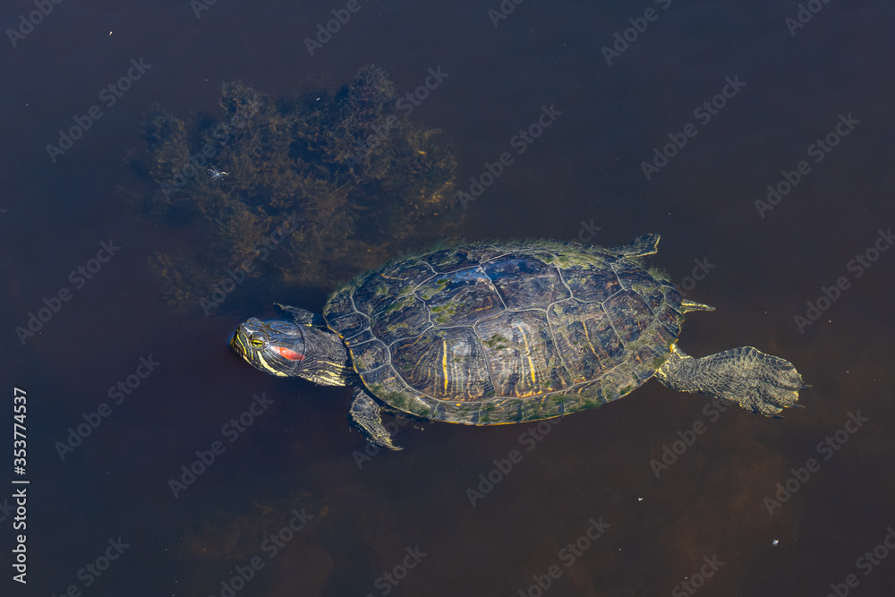 Obraz premium Turtle in a lake.