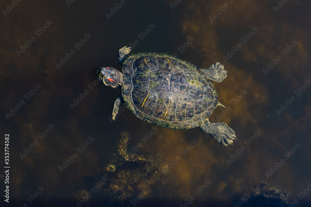 Obraz premium Turtle in a lake.