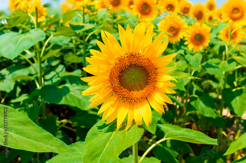 sunflower_2819