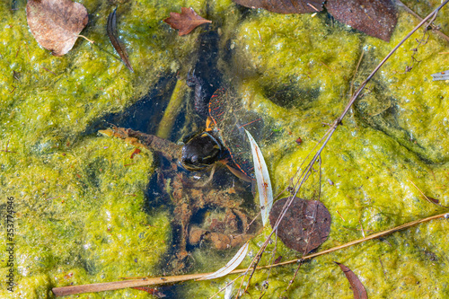 Turtle in a lake.