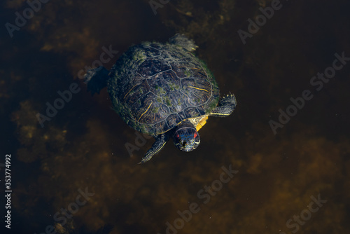 Turtle in a lake.