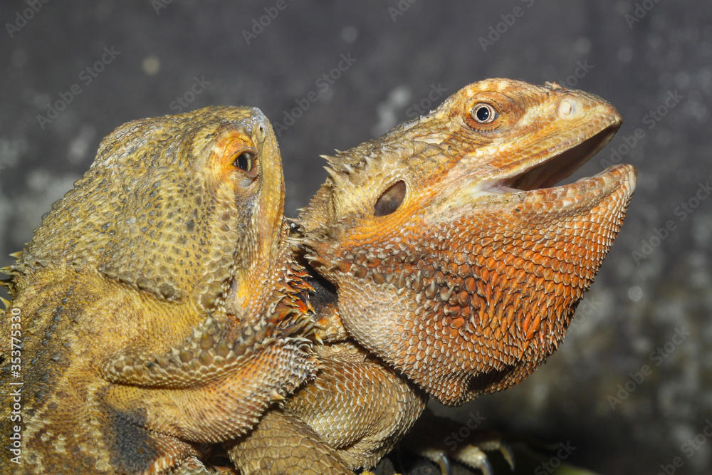 Φωτογραφία Close up family Bearded Dragon animal is beautiful skin