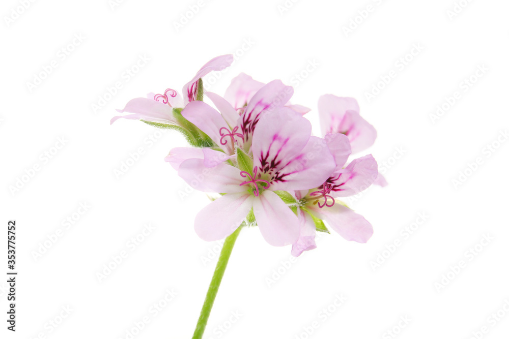 pink flowers of rose geranium isolated on a white background. pink flowers of rose geranium isolated on a white background.