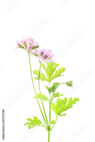 pink flowers of rose geranium isolated on a white background.  © pulia