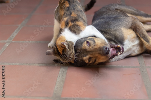 cat and dog playing on the floor