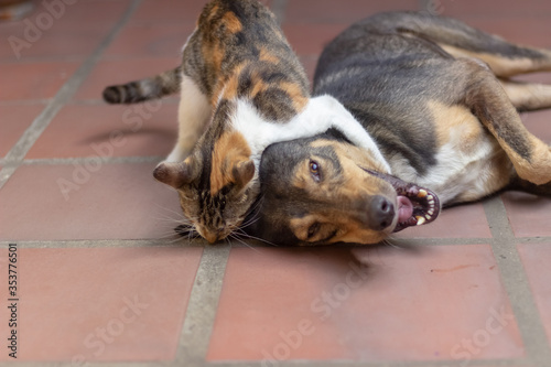 cat and dog playing on the floor
