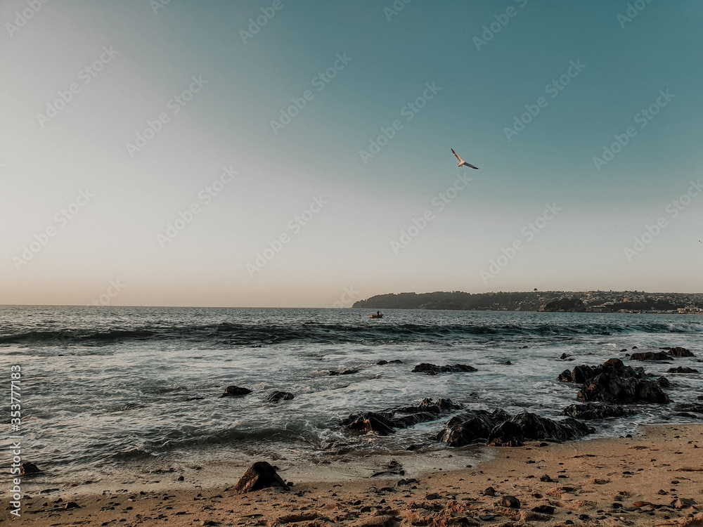 seagulls on the beach at sunset