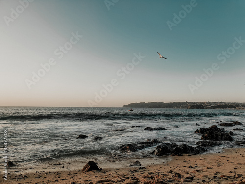 seagulls on the beach at sunset