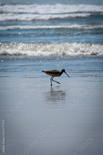 Las aves del mar