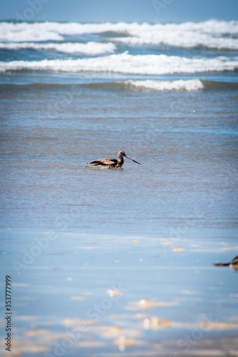 Las aves del mar