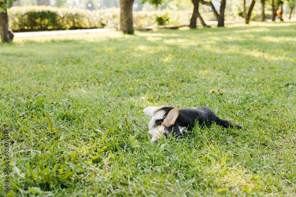 Corgi puppies in a Sunny sunset on a green background Corgi puppies in a Sunny sunset on a green background