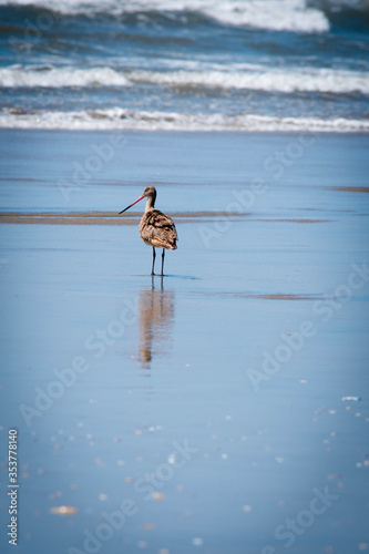 Las aves del mar