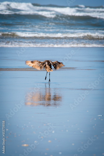 Las aves del mar