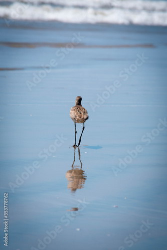 Las aves del mar