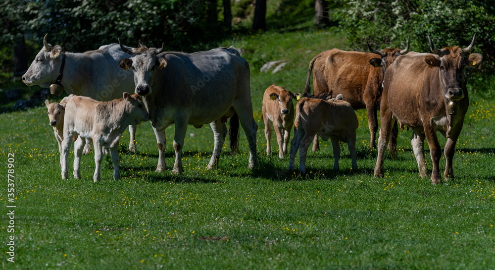 Mucche a protezione dei vitalli