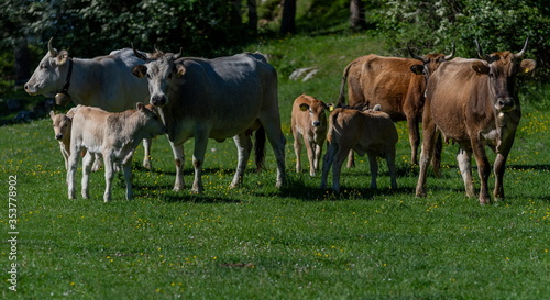 Mucche a protezione dei vitalli © mcdowelljohn