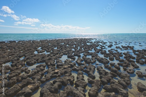 Scenic panoramic view of Stromatolites at World Heritage Area Hamelin Pool, Shark Bay, Western Australia, with blue sky and horizon as copy space.