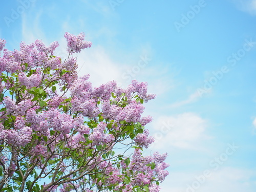 北海道の風景 ライラックの花と青空 photo
