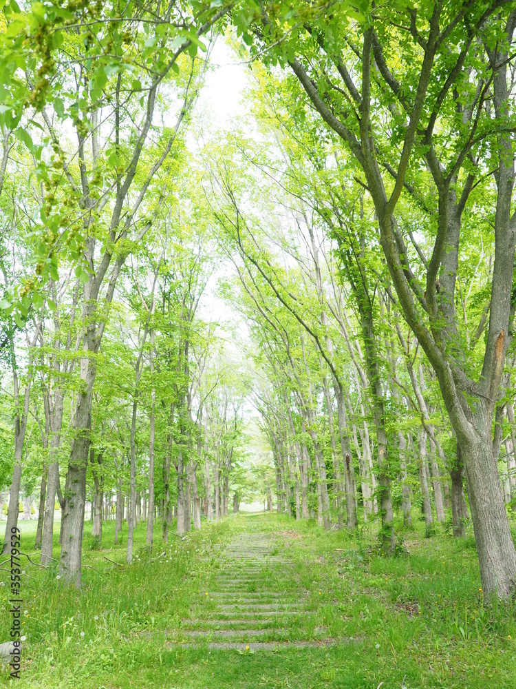 Fototapeta premium 北海道の風景 ポプラ並木