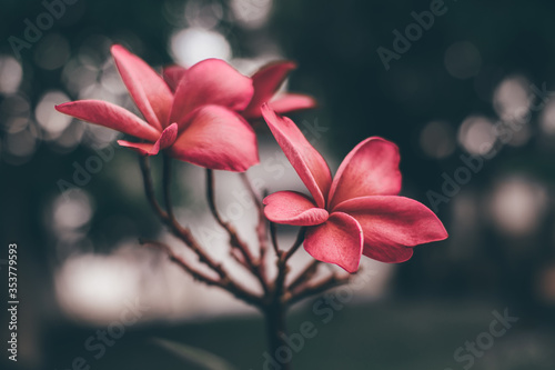 plumeria flower on the tree by blur and green leaves background.