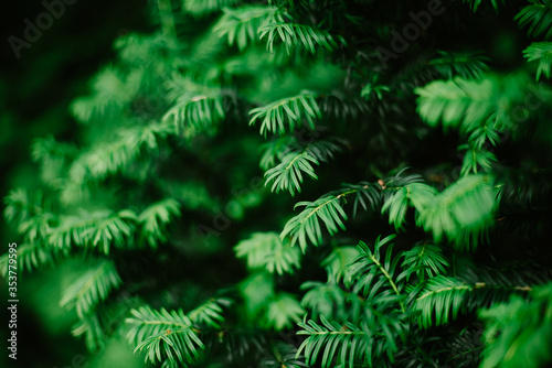 Green leaves background. Close up