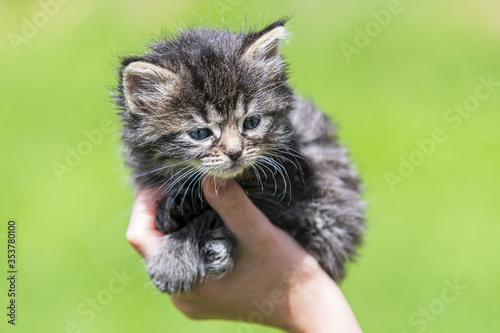 Little kitten in female hands