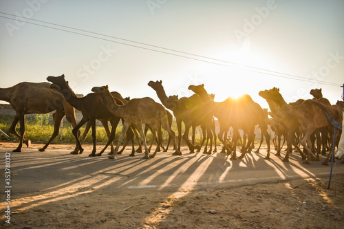 rays of light. Silhouette of Camels against Golden light of the Sunrise at Pushkar Camel Fair  Pushkar Mela