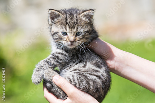 Little kitten in female hands