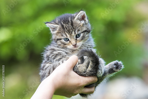 Little kitten in female hands