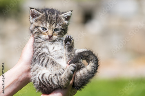 Little kitten in female hands