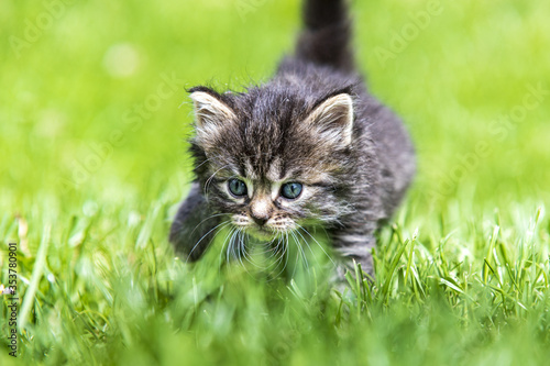 kitten in the green grass © tomaspic