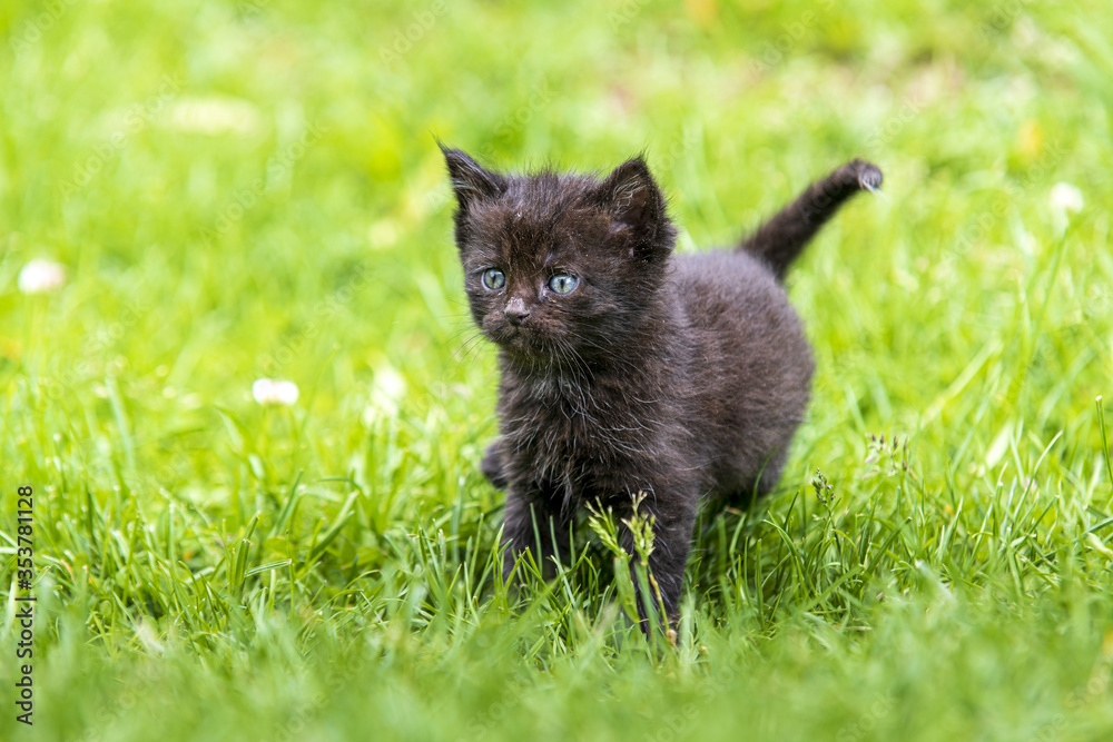 kitten in the green grass