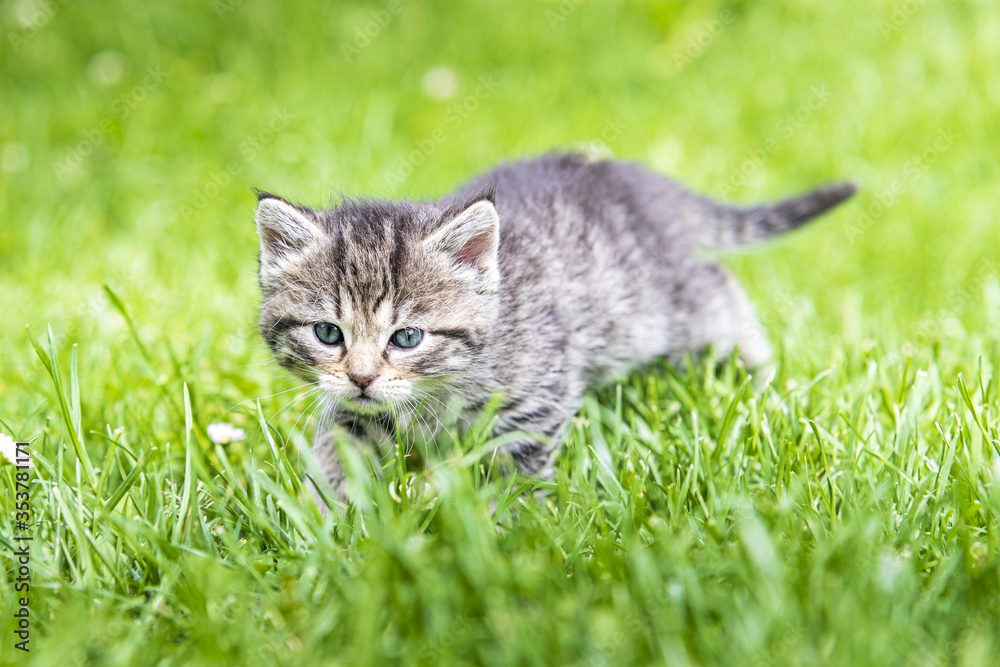 kitten in the green grass