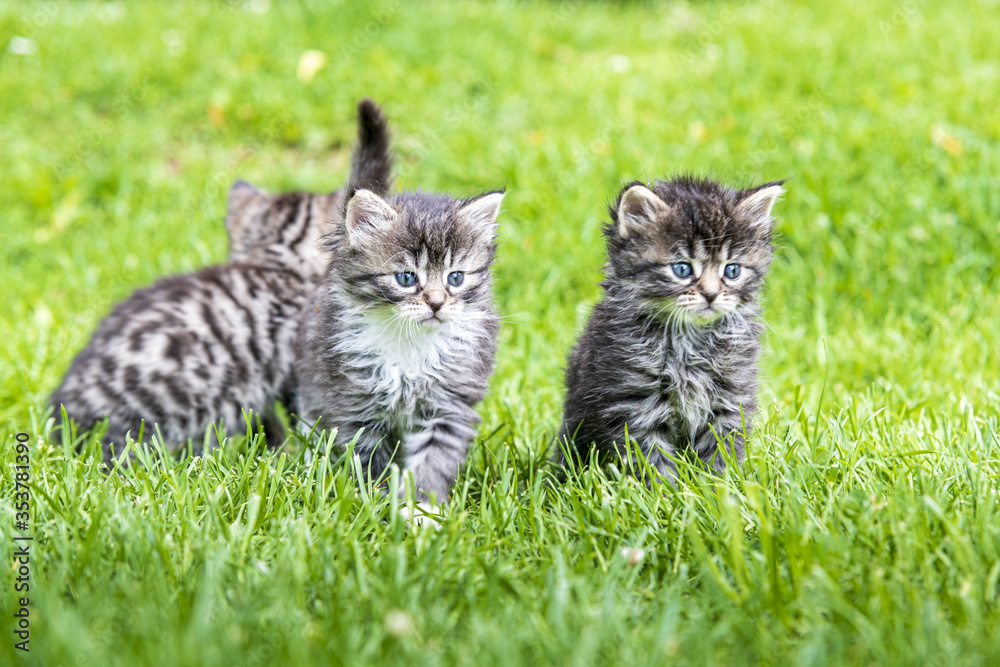 Three kittens in the green grass Three kittens in the green grass