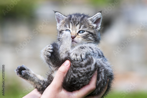 Little kitten in female hands