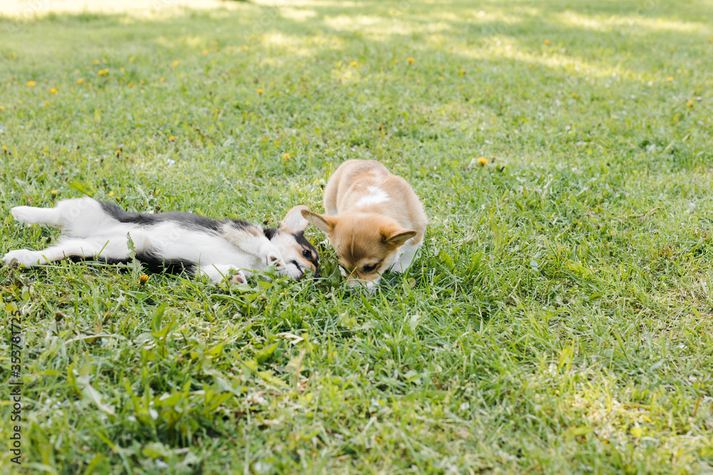 Obraz premium Corgi puppies in a Sunny sunset on a green background