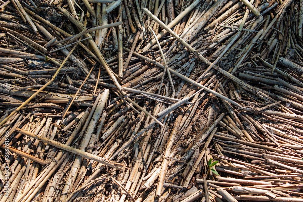Old dry reeds for background Old dry reeds for background