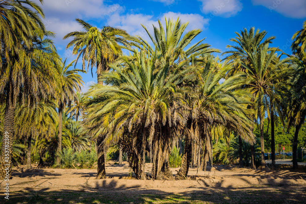 Palm trees in a city park. Elche, province of Alicante. Spain Palm trees in a city park. Elche, province of Alicante. Spain