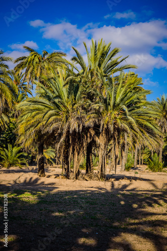 Palm trees in a city park. Elche, province of Alicante. Spain