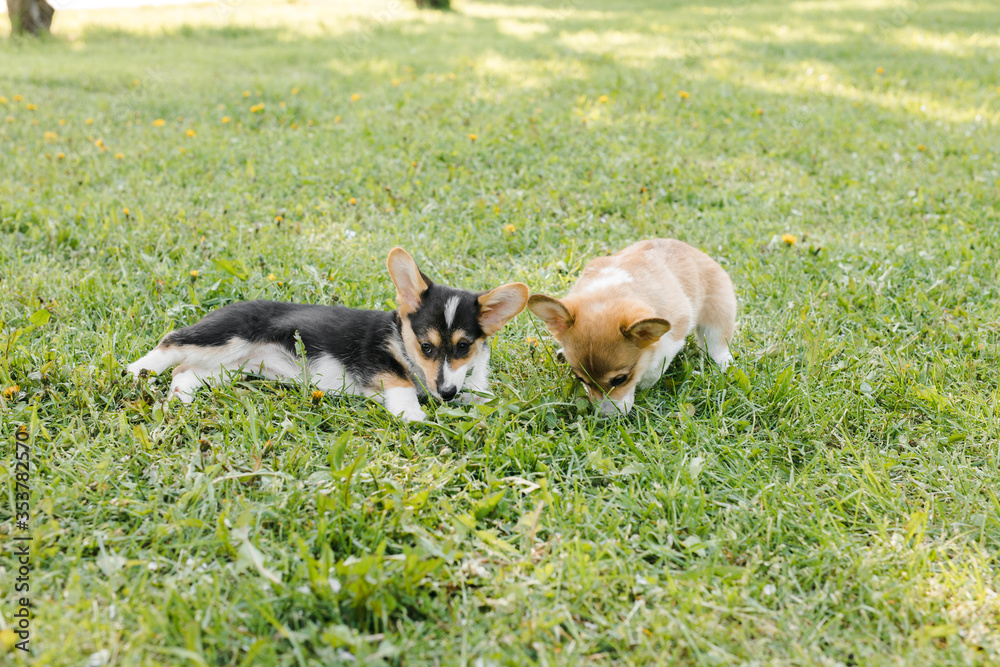 Corgi puppies in a Sunny sunset on a green background