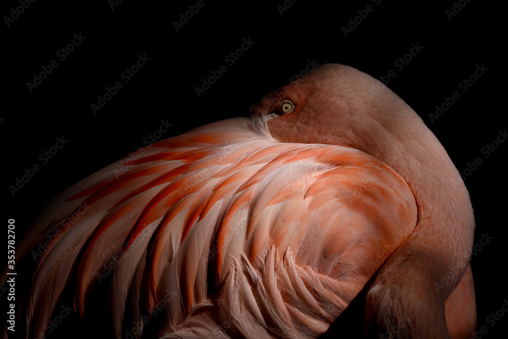 close up of a flamingo - obrazy, fototapety, plakaty 