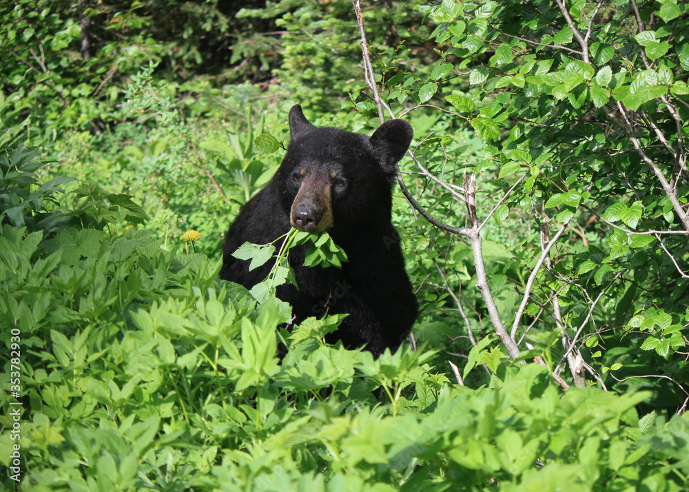 Fototapeta premium black bear in the woods