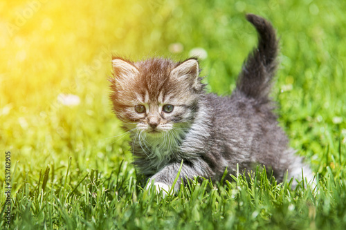 kitten in the green grass