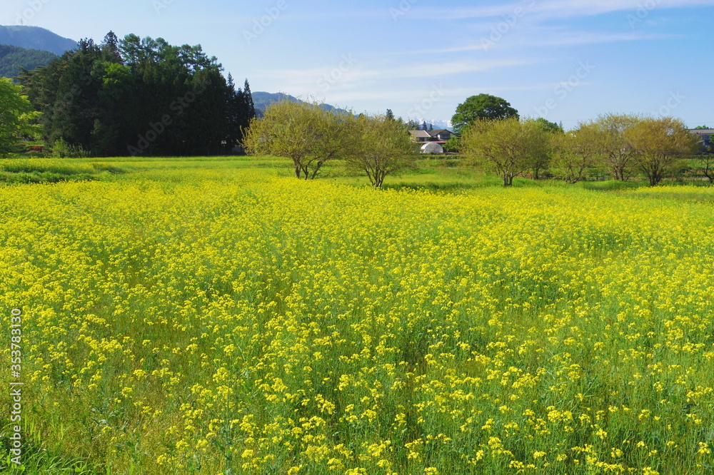 菜の花畑