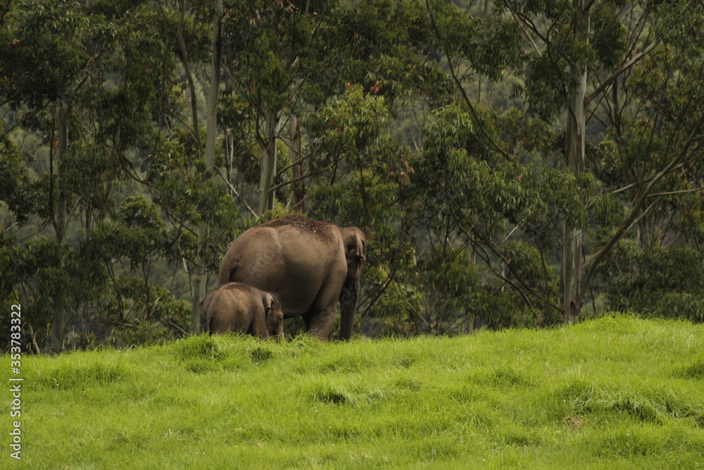Fototapeta premium elephant 