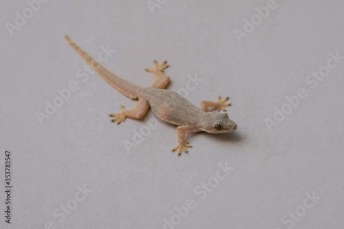 Lizard, perched on the wall, white background, small brown body.