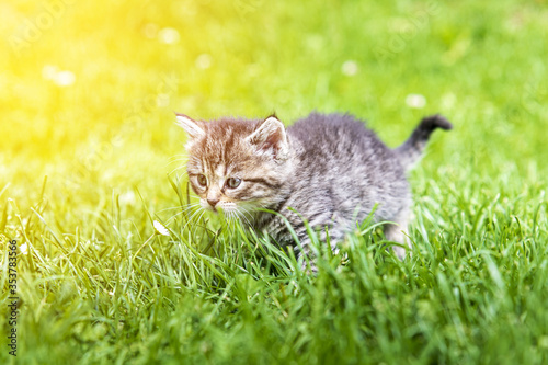 kitten in the green grass